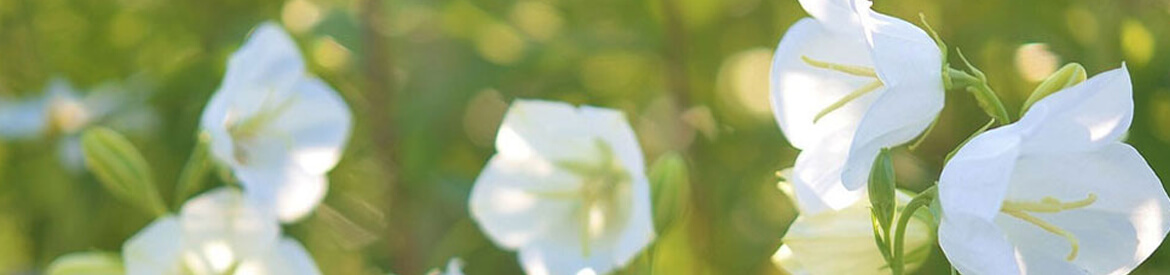 Header Graphic