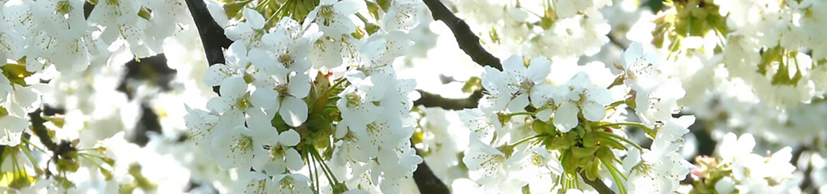 Header Graphic