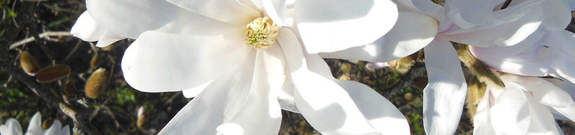 Header Graphic