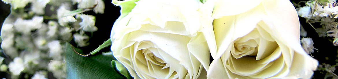Header Graphic