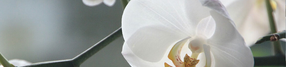 Header Graphic